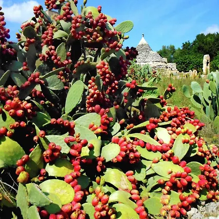 Lovely Cottage in Cisternino Amidst Olive Groves *